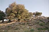 Oaks of the mediterranean maquis, Supramonte di Baunei